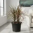 Dracaena marginata tricolor