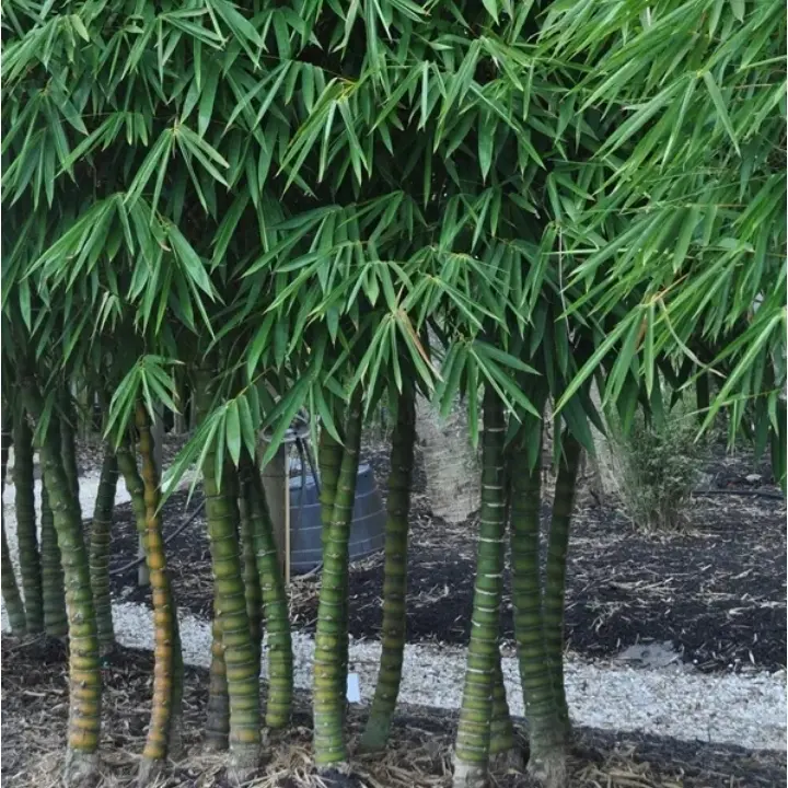 [PLBB BMWM BG 1616 17.5L H120] Buddha belly bamboo dwarf, Bambusa vulgaris wamin  (पॉलीबैग: 16x16, 17.5L, 4')