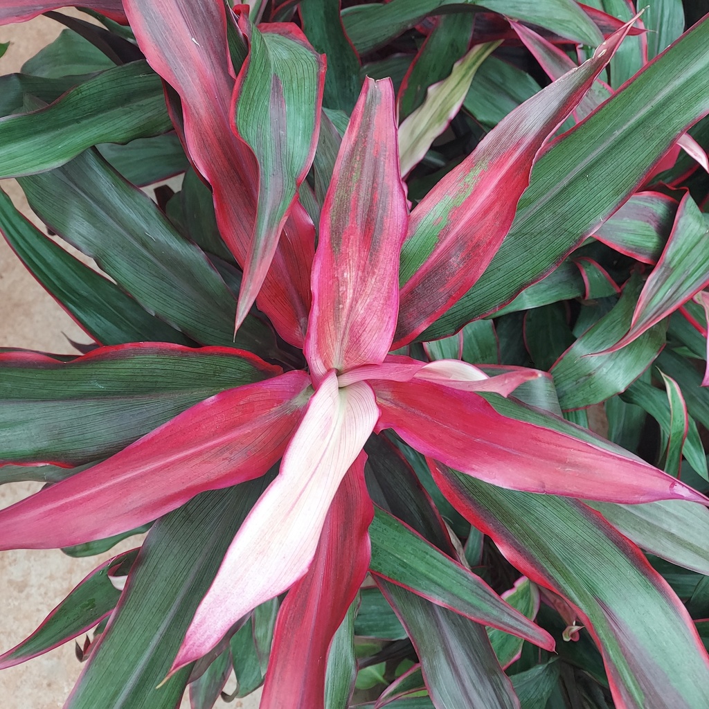 Cordyline fruticosa Red Sister