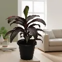 Cordyline fruticosa Ruby Red 