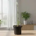 Nishigandha, Polianthes tuberosa