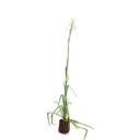 Nishigandha, Polianthes tuberosa