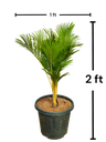 Areca palm, Dypsis lutescens Dwarf