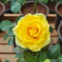 Rose 'Solari yellow'