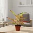Aglaonema Firework