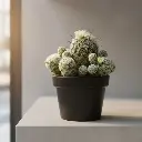 Mammillaria Gracilis fragilis