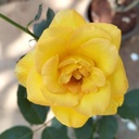 Rose 'Gold medal'
