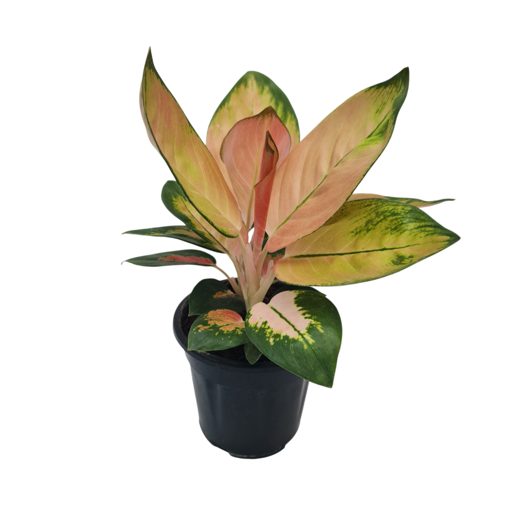 Aglaonema Peach Cochin
