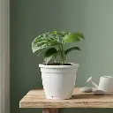 सैटिन पोथोस, सिल्वर पोथोस,  सिंडैप्सस पिक्टस