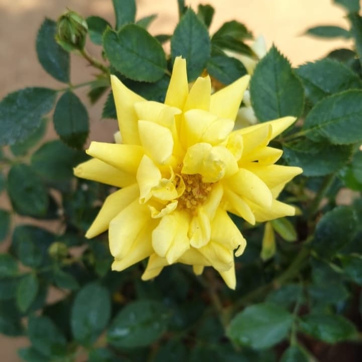 Rose Standard 'Rise 'n' Shine' 