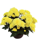 Shevanti mix, Chrysanthemum morifolium
