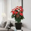 Poinsettia Sharad, Euphorbia pulcherrima