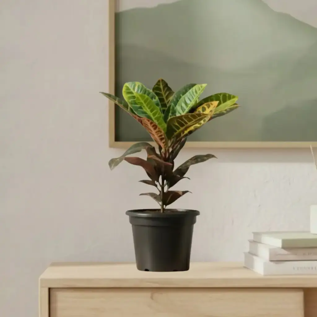 [PLWS COVA PT 0015 2.2L H023] Croton petra, Codianeum variegatum (Pot # 6'' 2.2L)