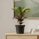 Croton petra, Codianeum variegatum