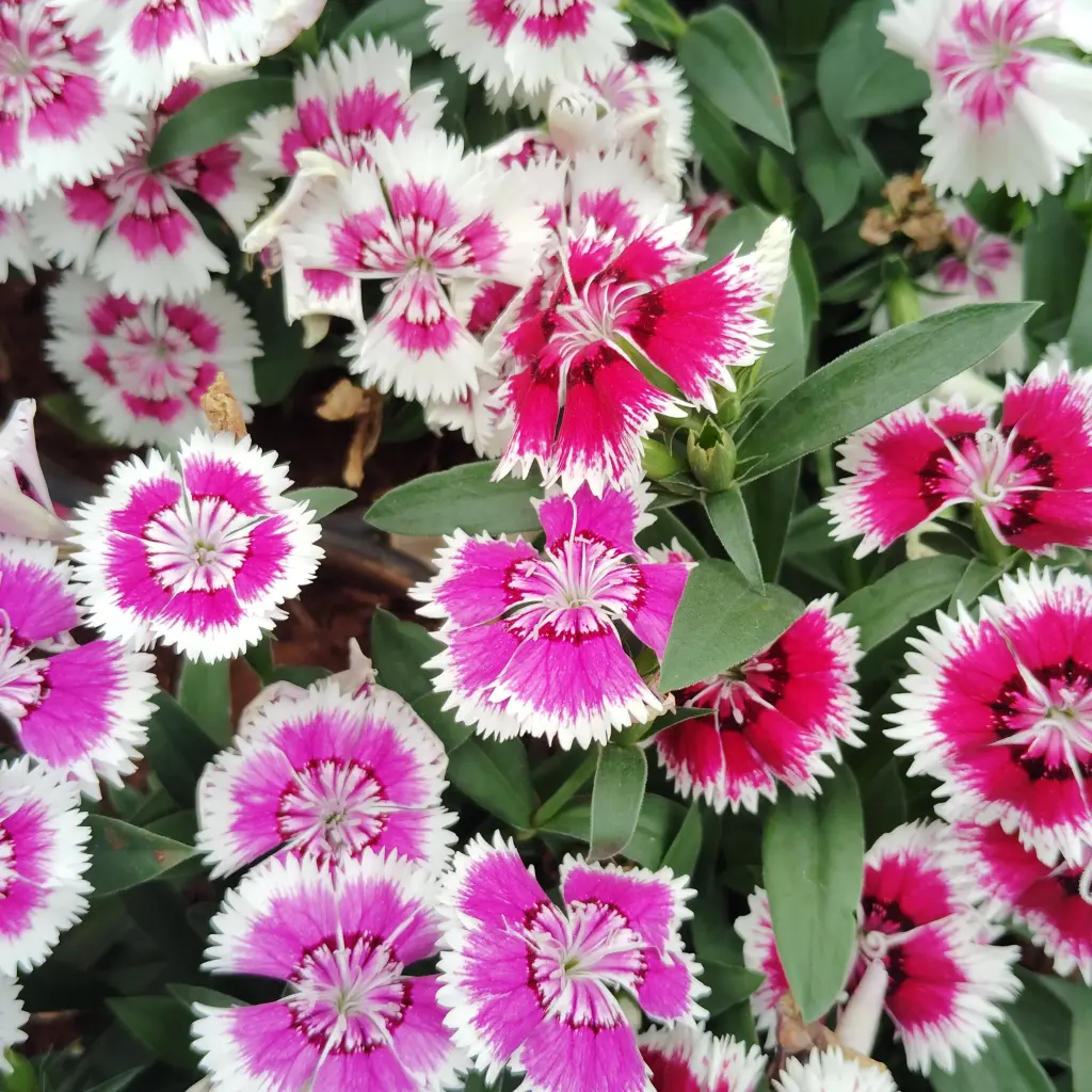 [PLAN DICH PT 0010 785ML] Rainbow Pink Mix color, Dianthus chinensis  (Pot # 4'' 785ml)