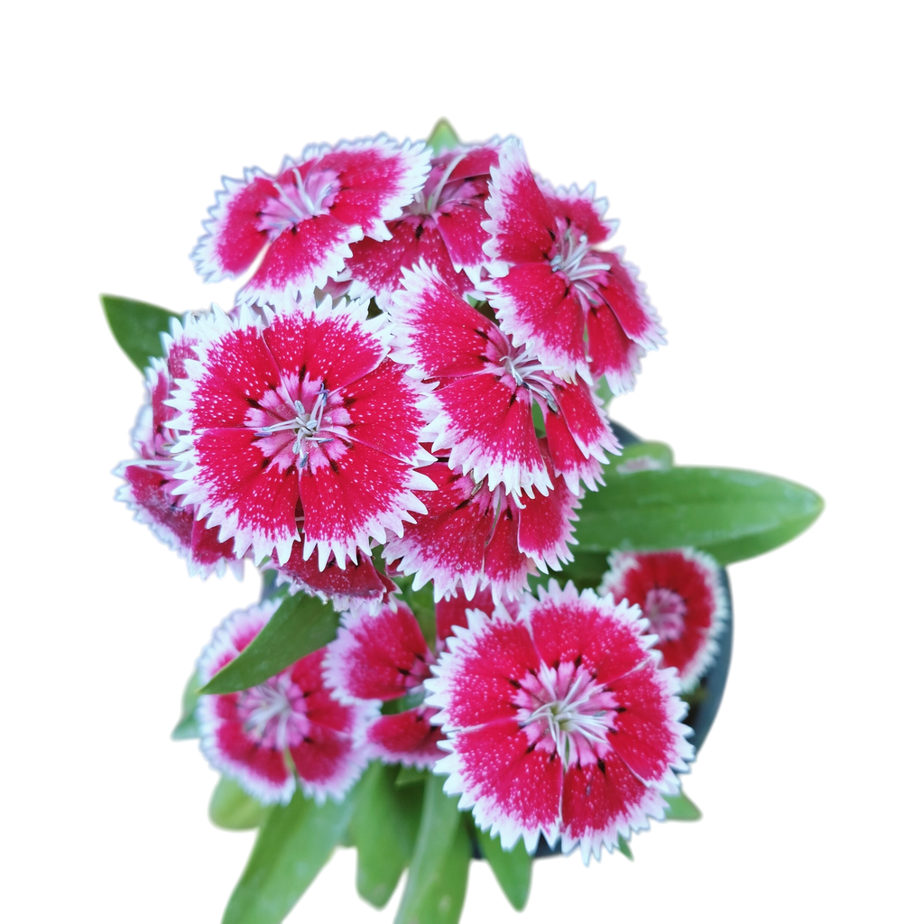 Rainbow pink, Dianthus chinensis 