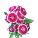 Rainbow pink, Dianthus chinensis 
