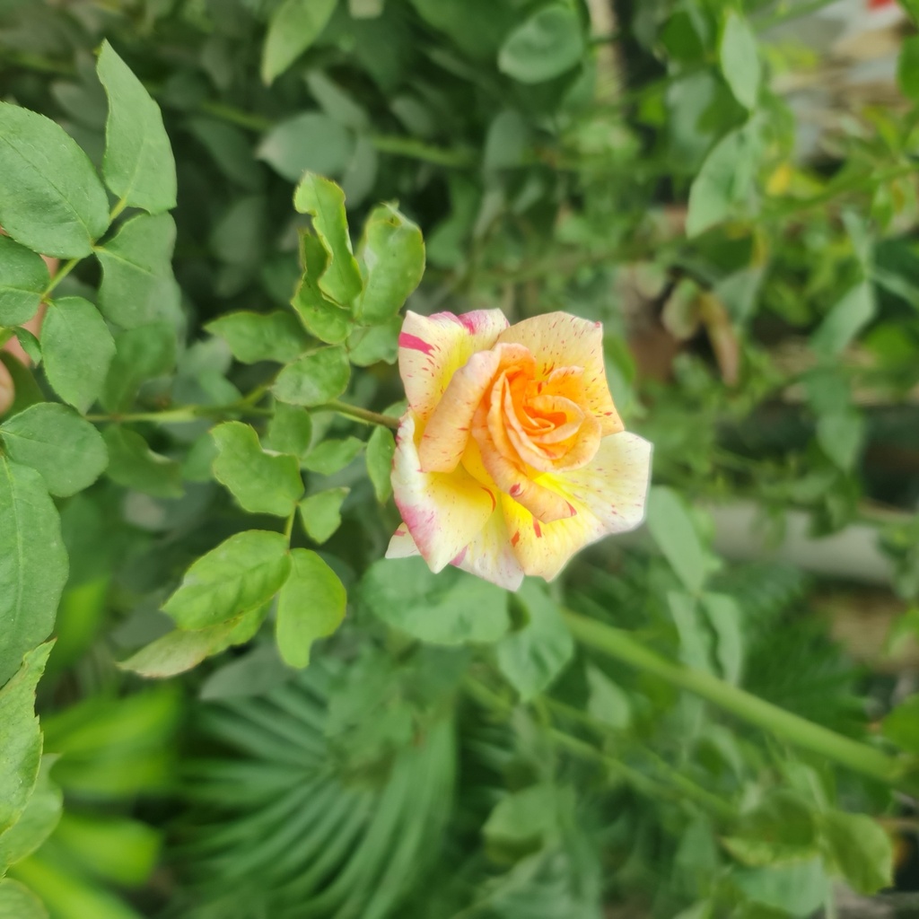 Rose 'Heaven'