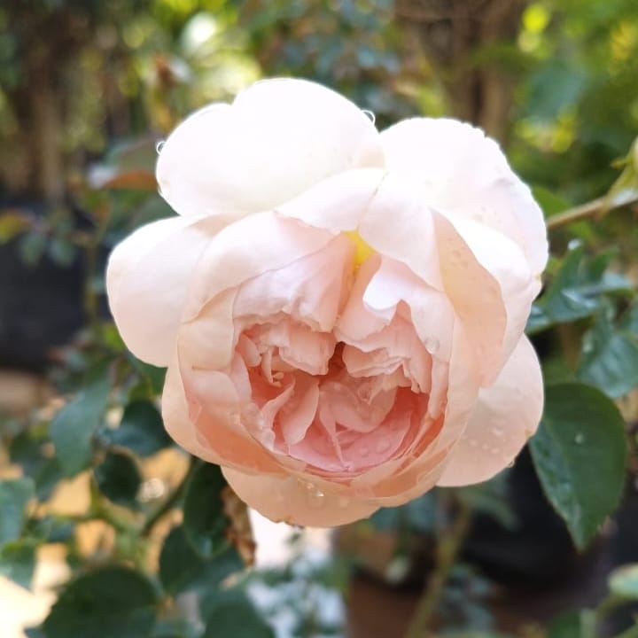 Rose "David Austin"  