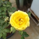 Rose miniture yellow