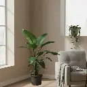 व्हाइट बर्ड ऑफ पॅराडाईज , स्ट्रेलिट्ज़िया निकोलाई