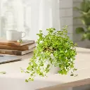 Baby's tears, Helxine soleirolii