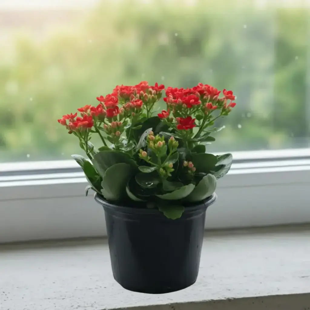 [PLSU KABL PT 0010 785ml H015] Kalanchoe, Kalanchoe blossfeldiana (Pot # 4'' 785ml)