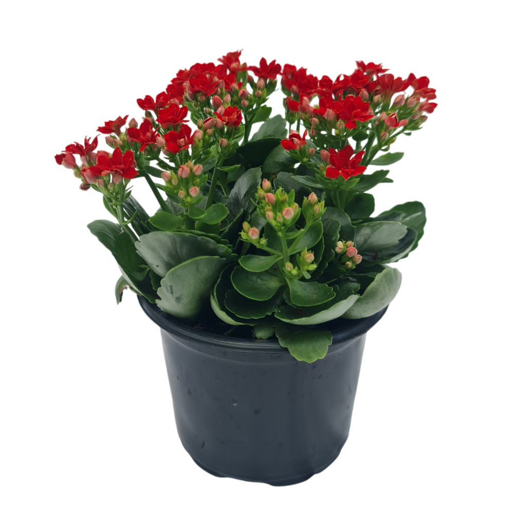 Kalanchoe, Kalanchoe blossfeldiana