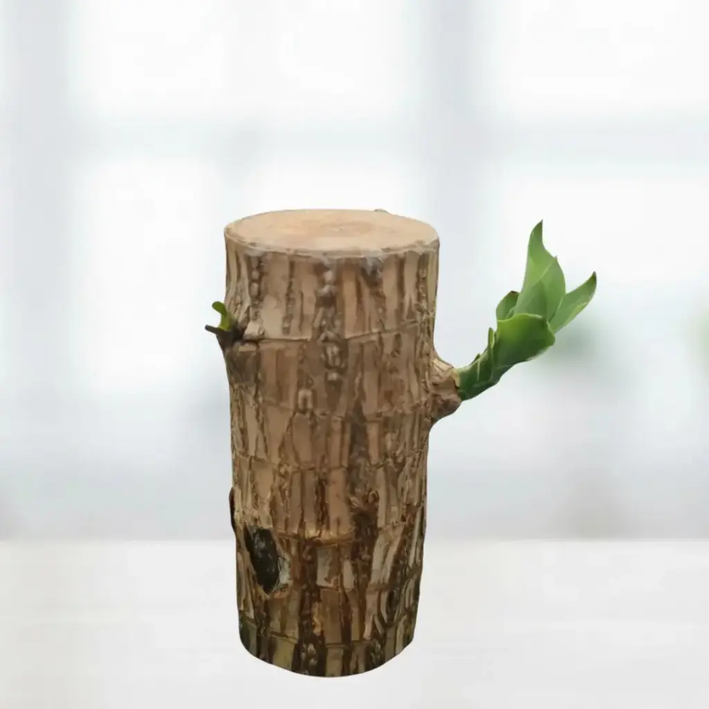 Lucky Brazilian Wood, Dracaena fragrans species