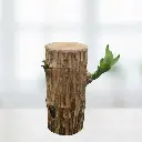 Lucky Brazilian Wood, Dracaena fragrans species