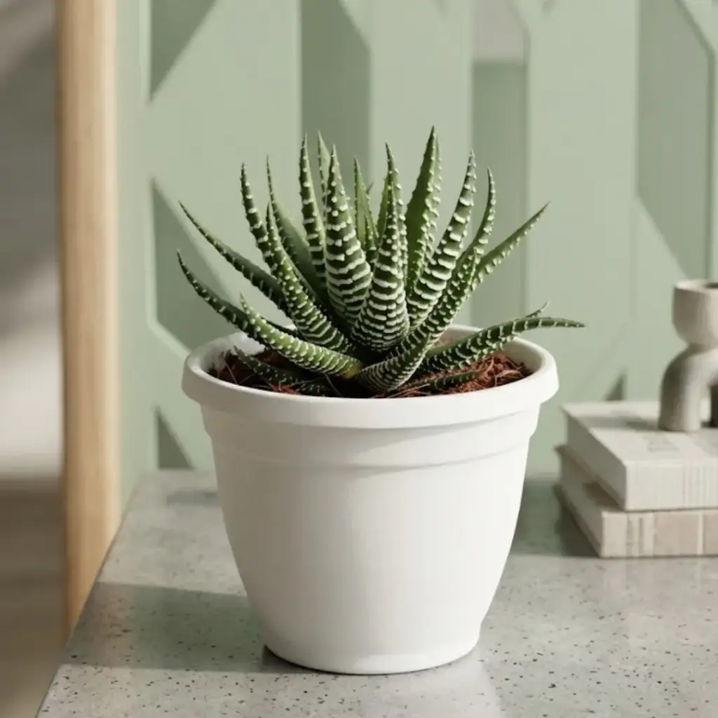 [PLSL HAFV PT 0008 326ml] Zebra plant, Haworthia Fasciata Varibilis