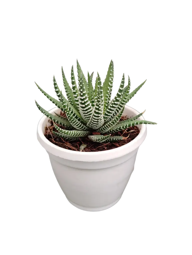 Zebra plant, Haworthia Fasciata Varibilis