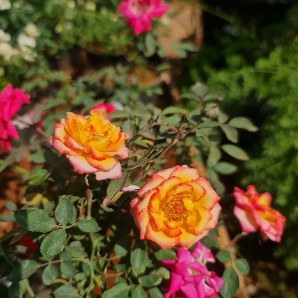Rose ‘Rainbow’s end’