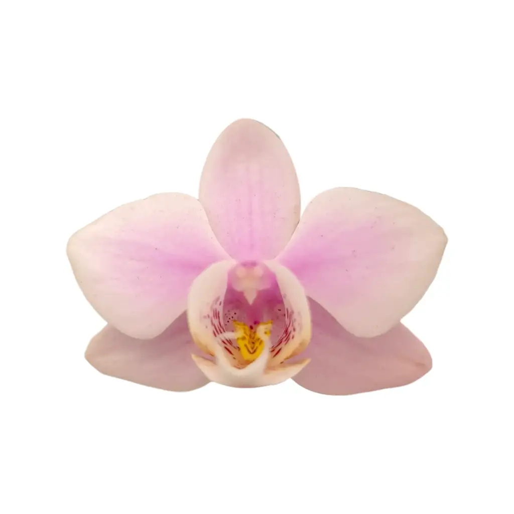 Orchids Heartbreaker, Phalaenopsis hybrids