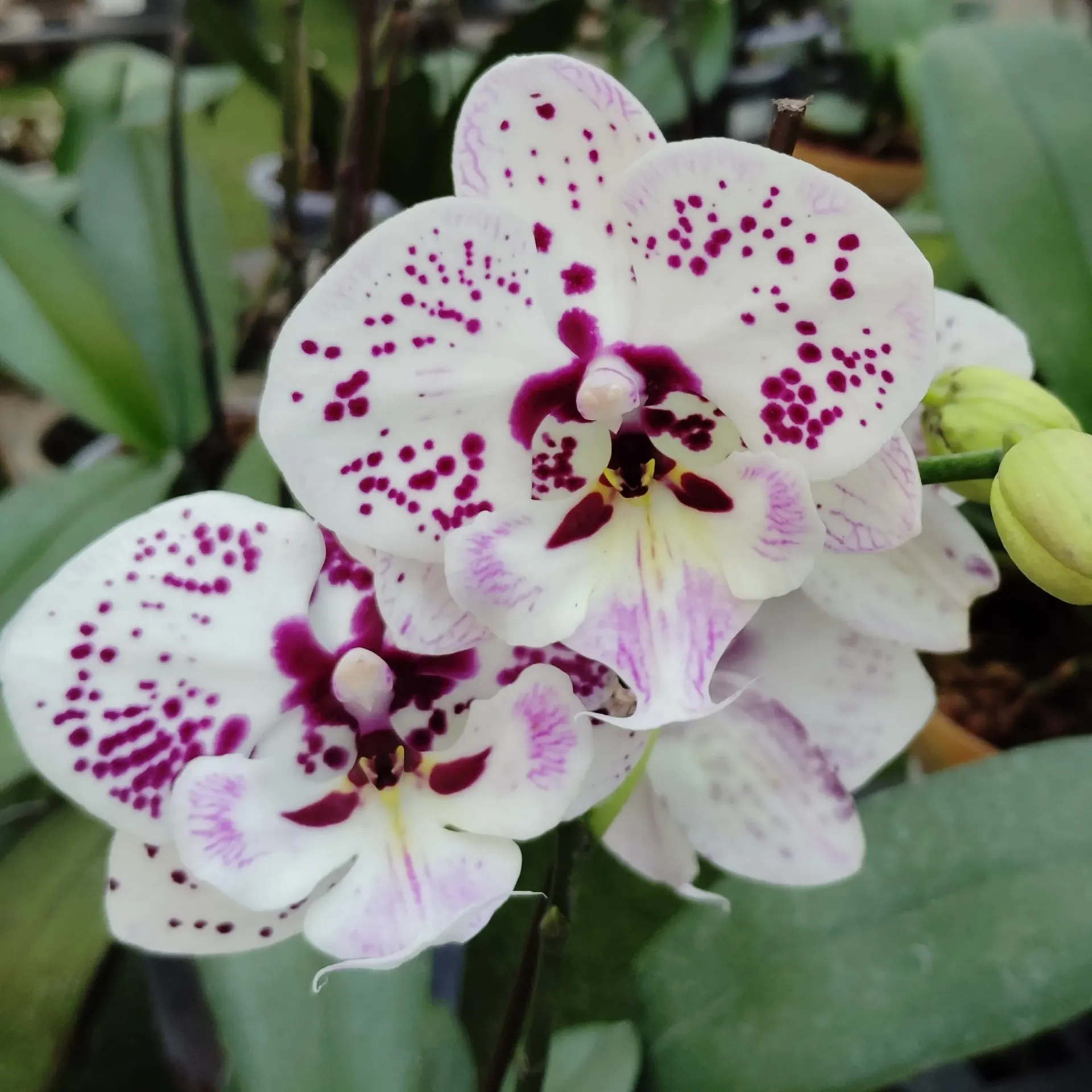 [PLOR PHOB PT 0013 1.6L H030] Orchids Burgundy, Phalaenopsis hybrids  