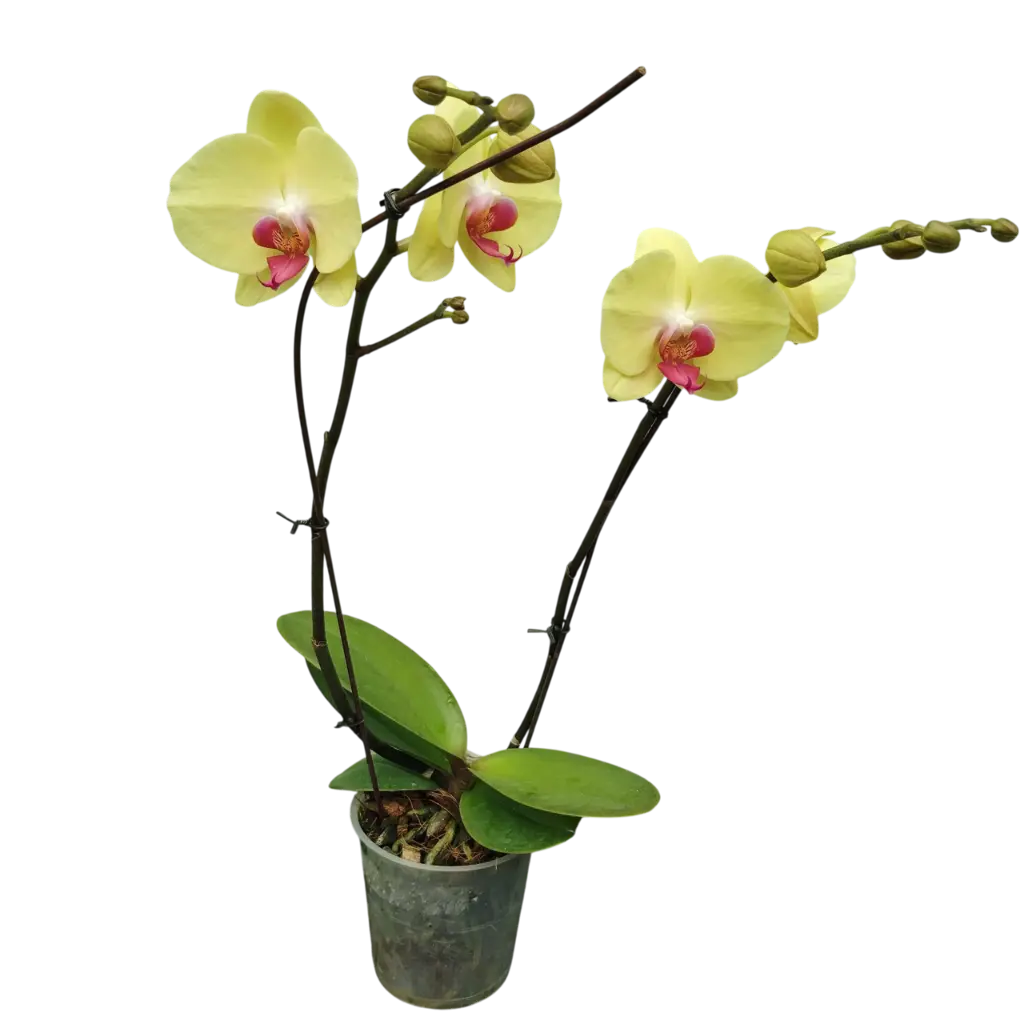 Orchids Heat Wave, Phalaenopsis hybrids   