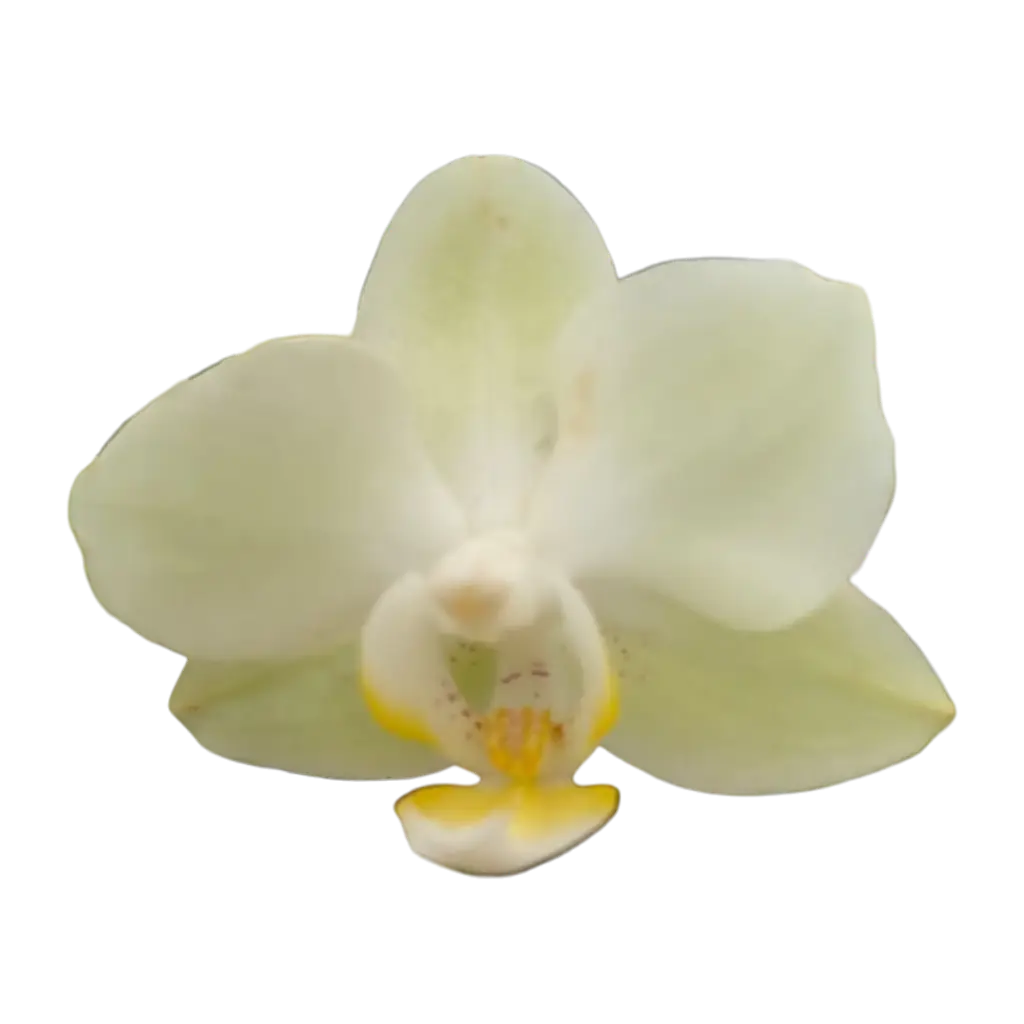 Orchids Heat Wave, Phalaenopsis hybrids   