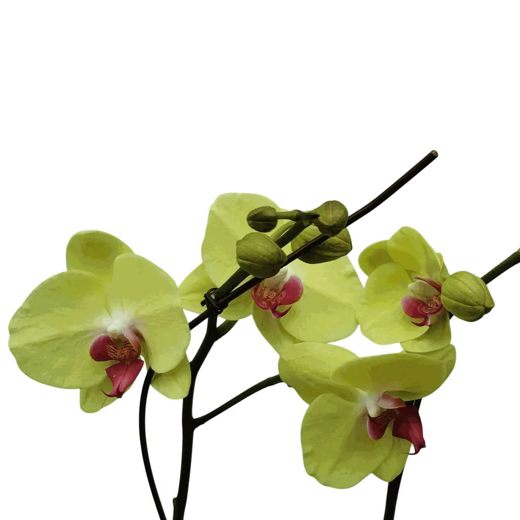 Orchids Heat Wave, Phalaenopsis hybrids   