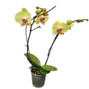 Orchids Heat Wave, Phalaenopsis hybrids   