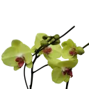Orchids Heat Wave, Phalaenopsis hybrids   
