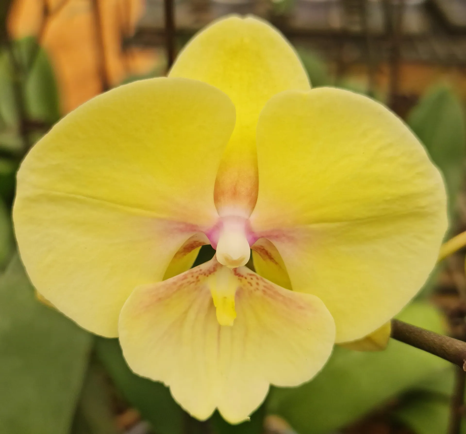 Orchids Heat Wave, Phalaenopsis hybrids   