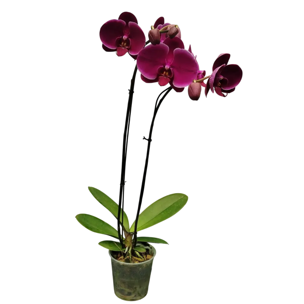 Orchids Harper Seven, Phalaenopsis hybrids    