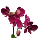 Orchids Harper Seven, Phalaenopsis hybrids    
