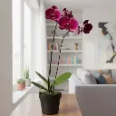 Orchids Harper Seven, Phalaenopsis hybrids    