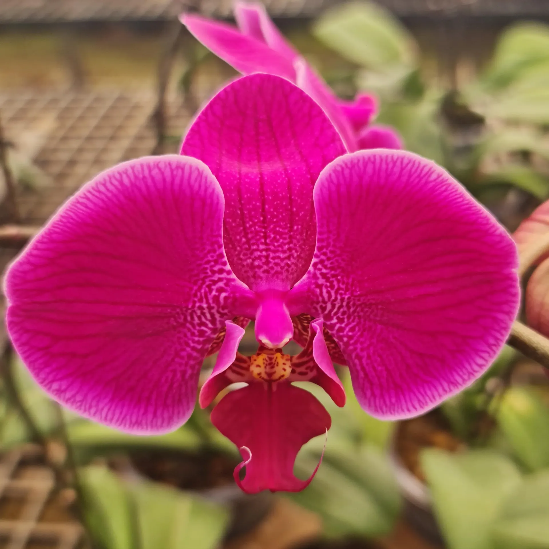 Orchids Harper Seven, Phalaenopsis hybrids    