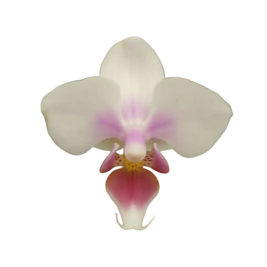 Orchids Sweetheart, Phalaenopsis hybrids       