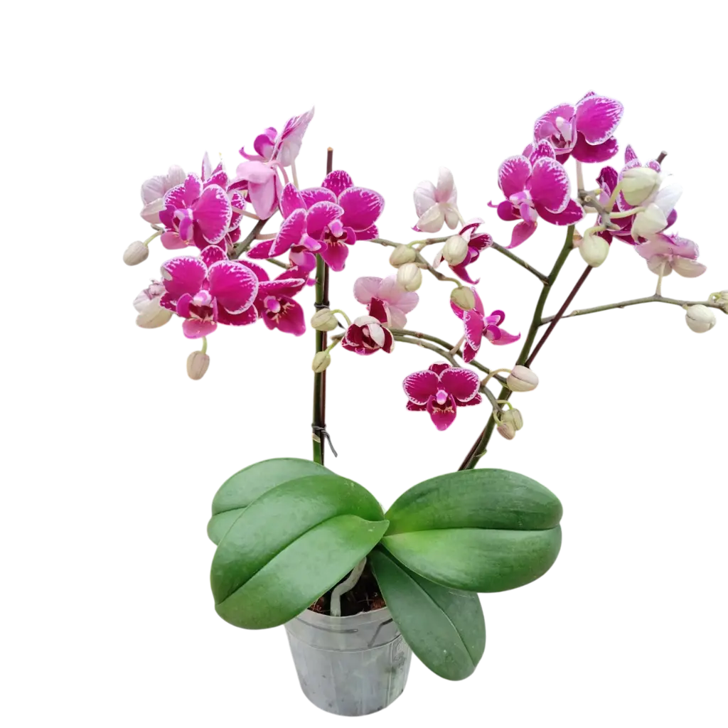 Orchids Sweetheart, Phalaenopsis hybrids       