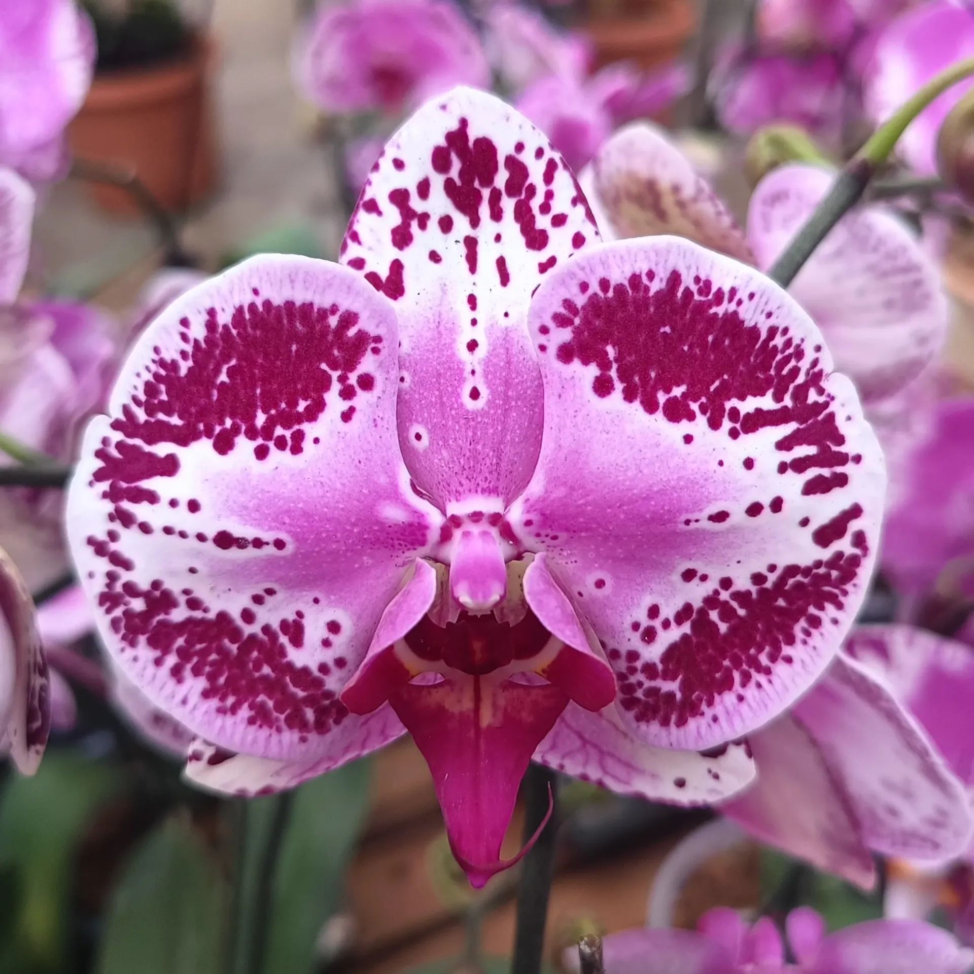 [PLOR PHSW PT 0013 1.6L H030] Orchids Sweetheart, Phalaenopsis hybrids     