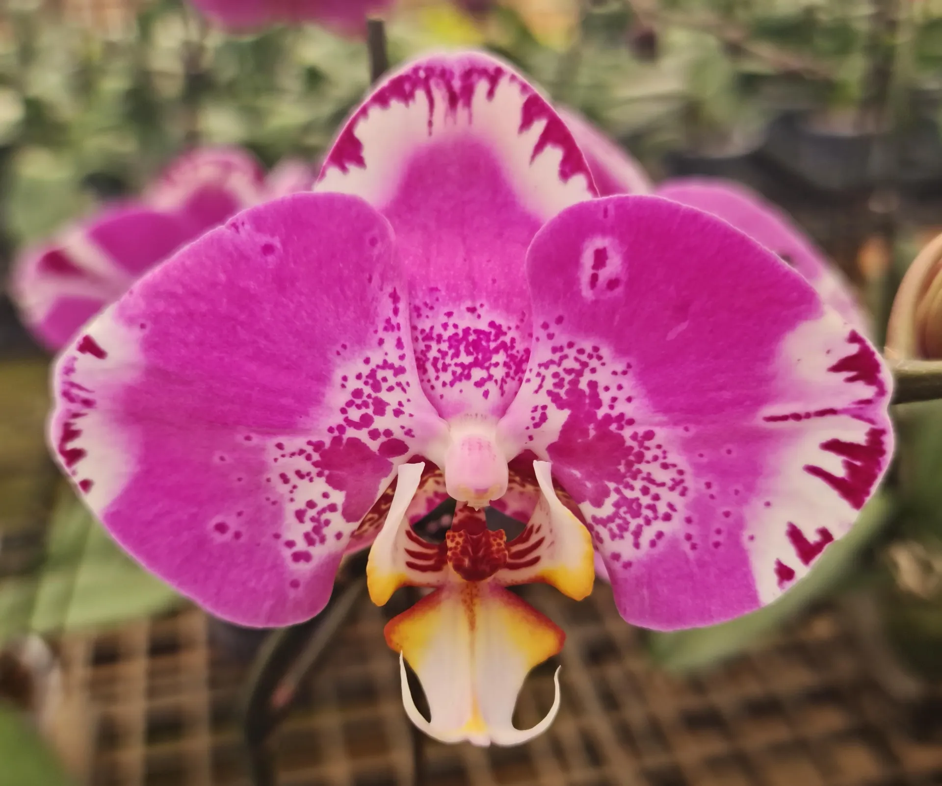 [PLOR PHSW PT 0013 1.6L H030] Orchids Sweetheart, Phalaenopsis hybrids     