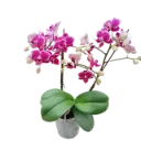 Orchids Sweetheart, Phalaenopsis hybrids       